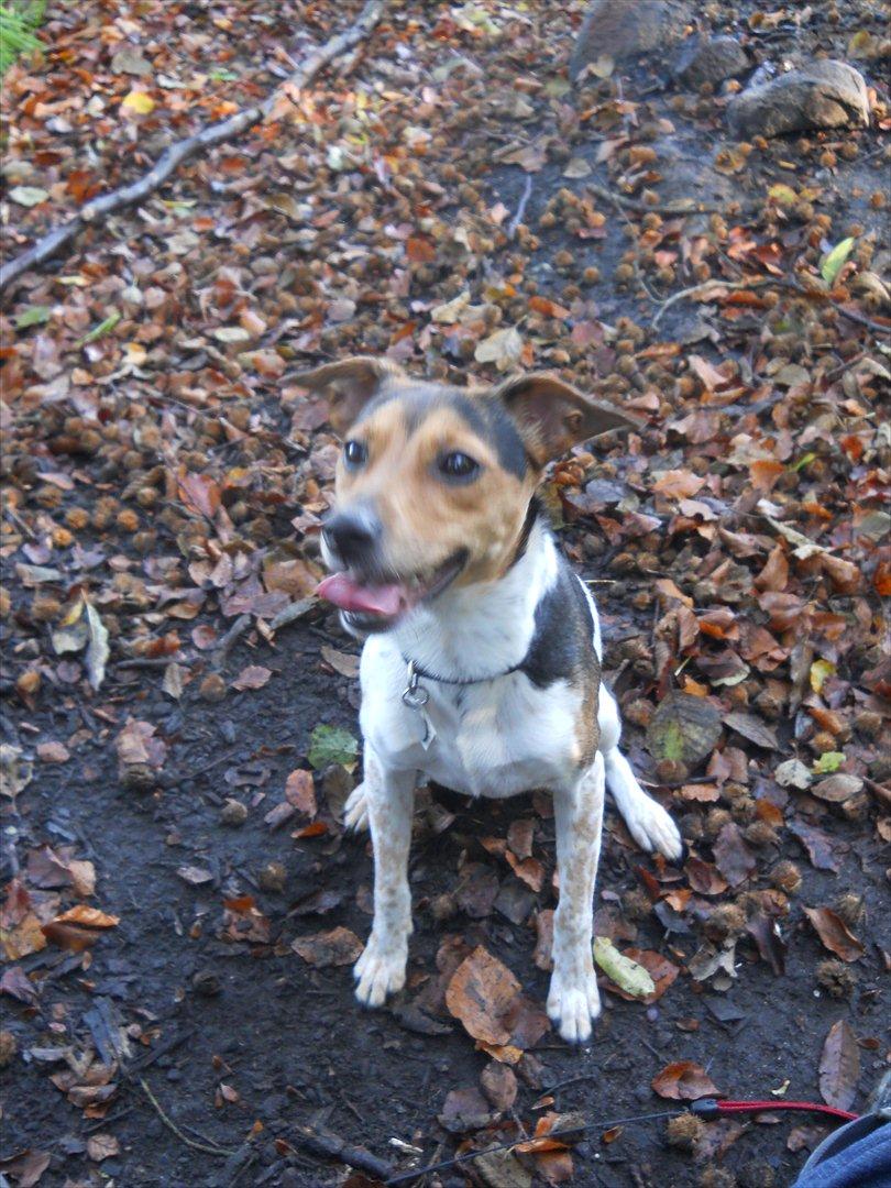 Dansk svensk gaardhund Fie - Fie elsker skovture billede 2