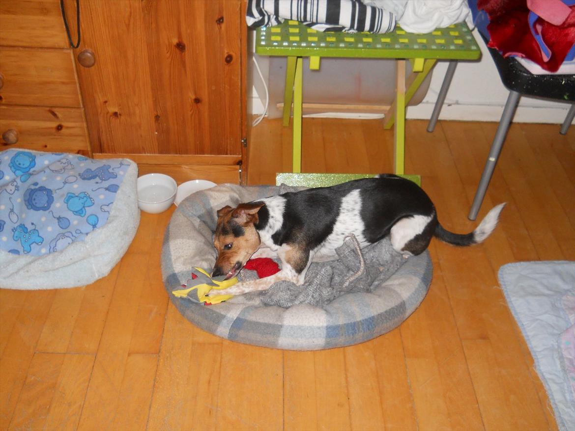 Dansk svensk gaardhund Fie - Har fået en stof-frisbee billede 3