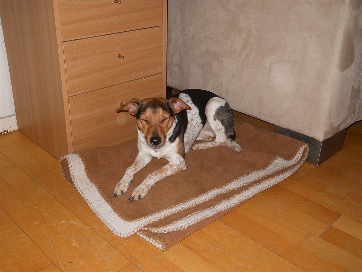 Dansk svensk gaardhund Fie billede 4