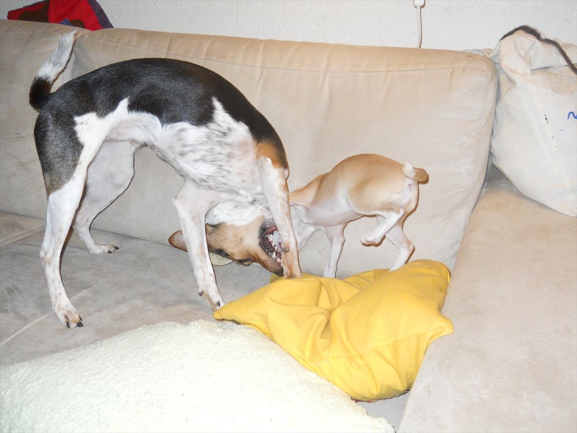 Dansk svensk gaardhund Fie - Luna driller Fie billede 5