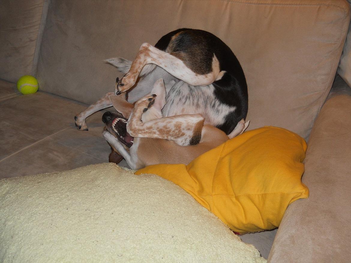 Dansk svensk gaardhund Fie - Hvem vinder? billede 6