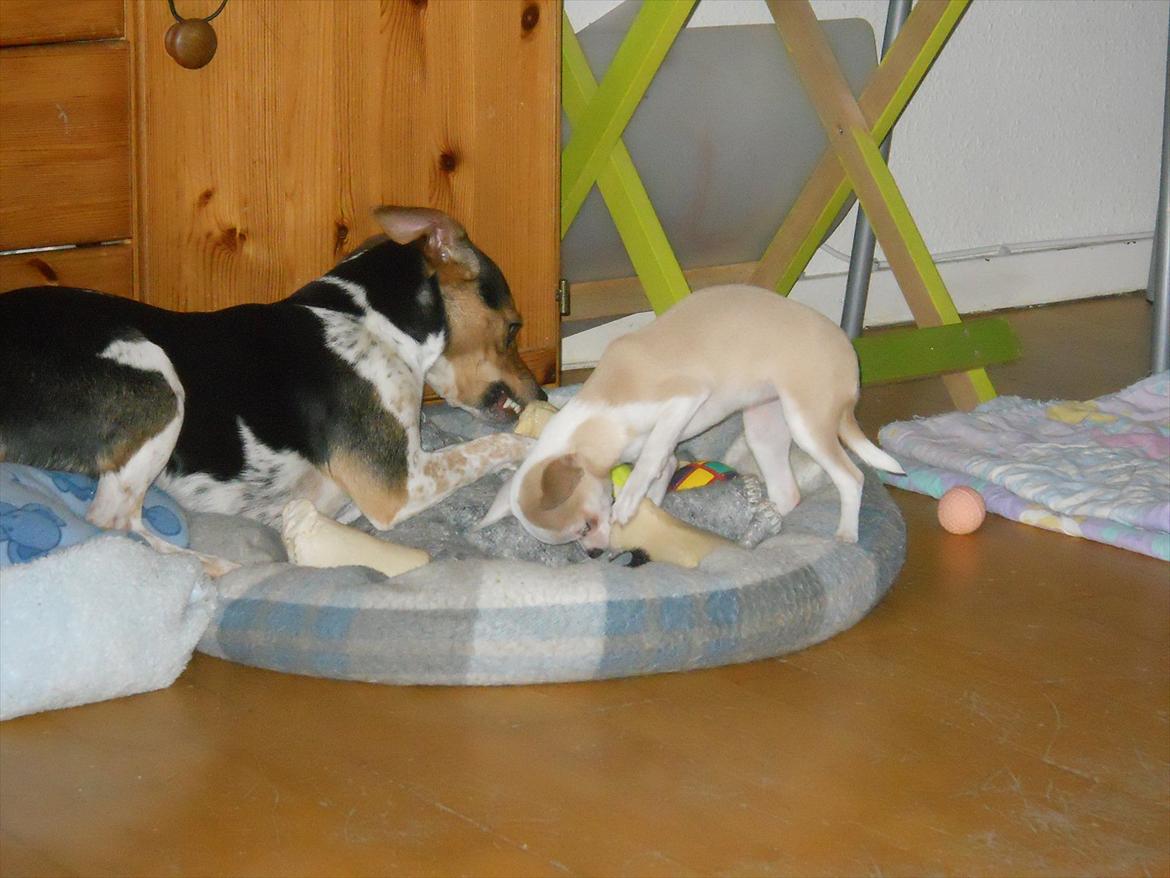 Dansk svensk gaardhund Fie - De deler også kødben billede 7