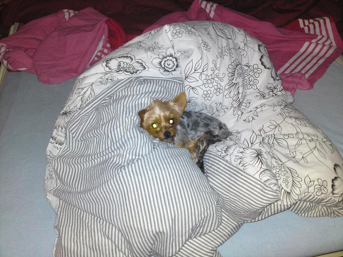 Yorkshire terrier Betsy - "Jeg låner lige din dyne mor... Den er virkelig dejlig:)  billede 4