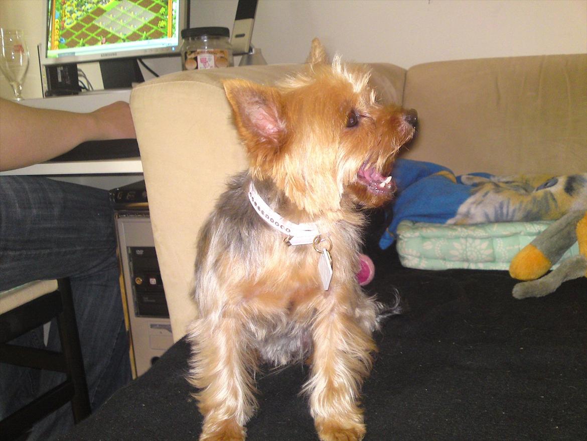 Yorkshire terrier Betsy - Betsy har lige leget. 

"Hvor er det bae hårdt at være mig, måske skulle jeg slappe lidt af nu":)  billede 5
