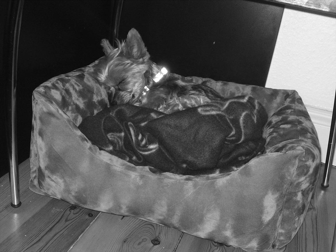 Yorkshire terrier Betsy - Betsy sover dejligt i sin lækkere nye hundekurv.. billede 6