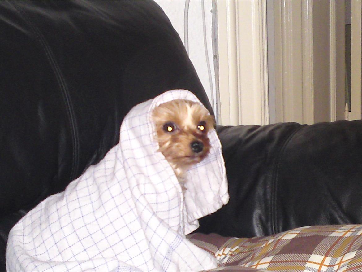 Yorkshire terrier Betsy - Betsy synes lige hun skulle have varmen efter en lang går tur i regenvejr :)  billede 7