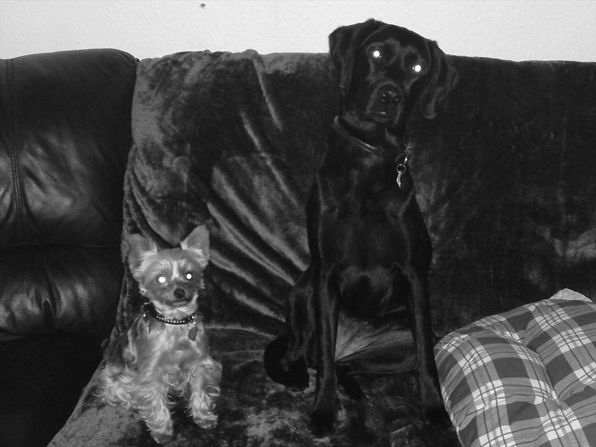 Yorkshire terrier Betsy - "Mor tager billeder af mig og min lille søster Gaby... Ser hun ikk bare tosset ud i forholdt til mig :) " billede 8