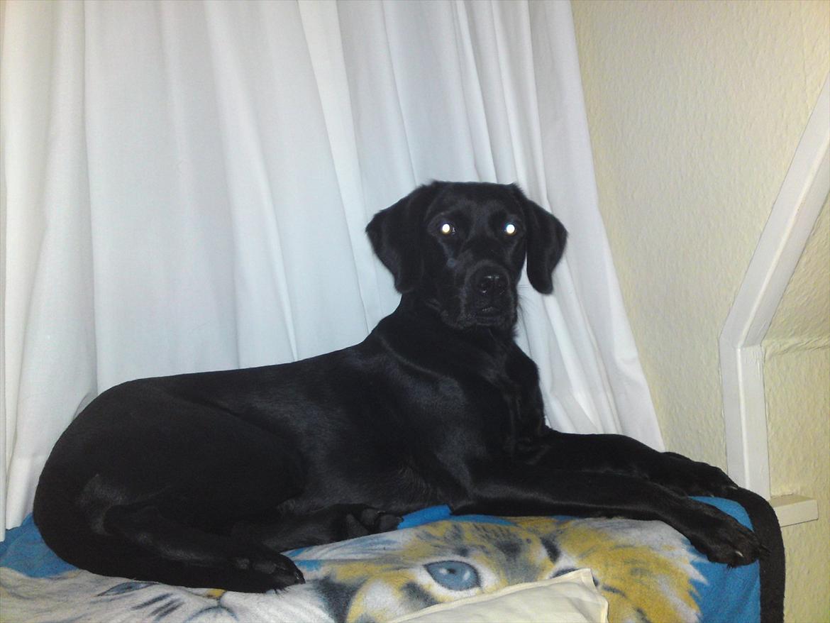 Blanding af racer Gaby - Vi på ferie i G.l Skagen, og Gaby føler sig allerede hjemme som i kan se :)  billede 6