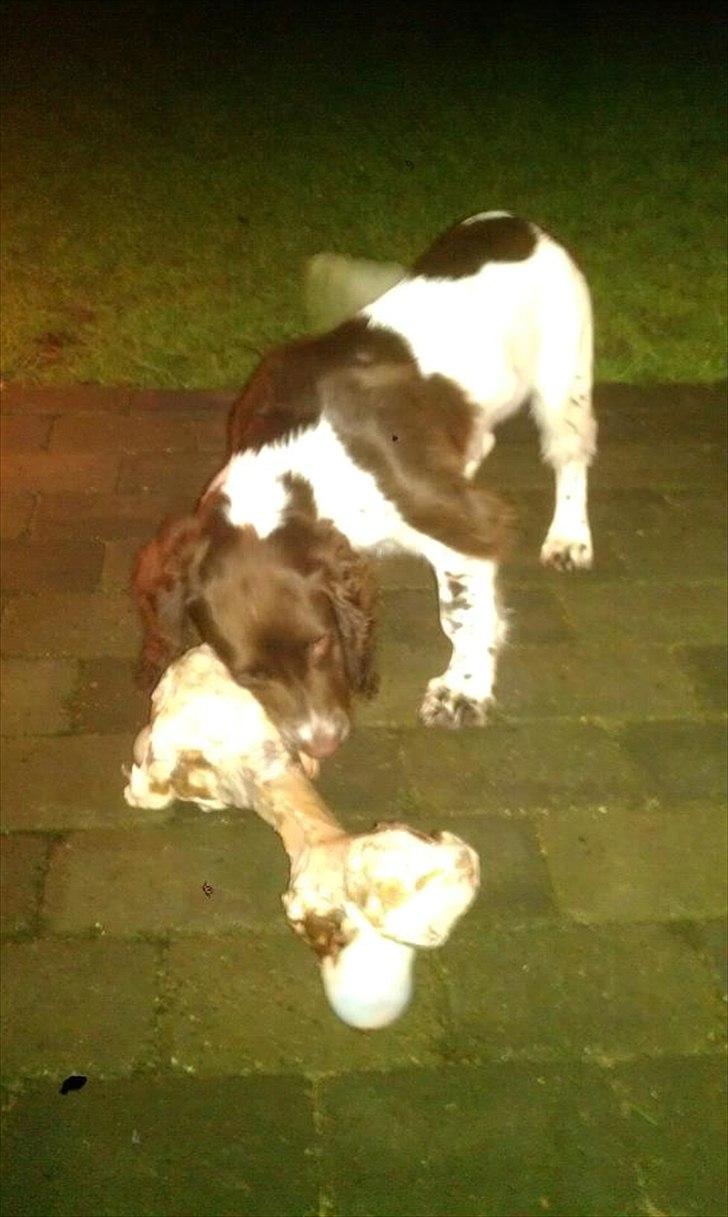 Field spaniel Vaks billede 1