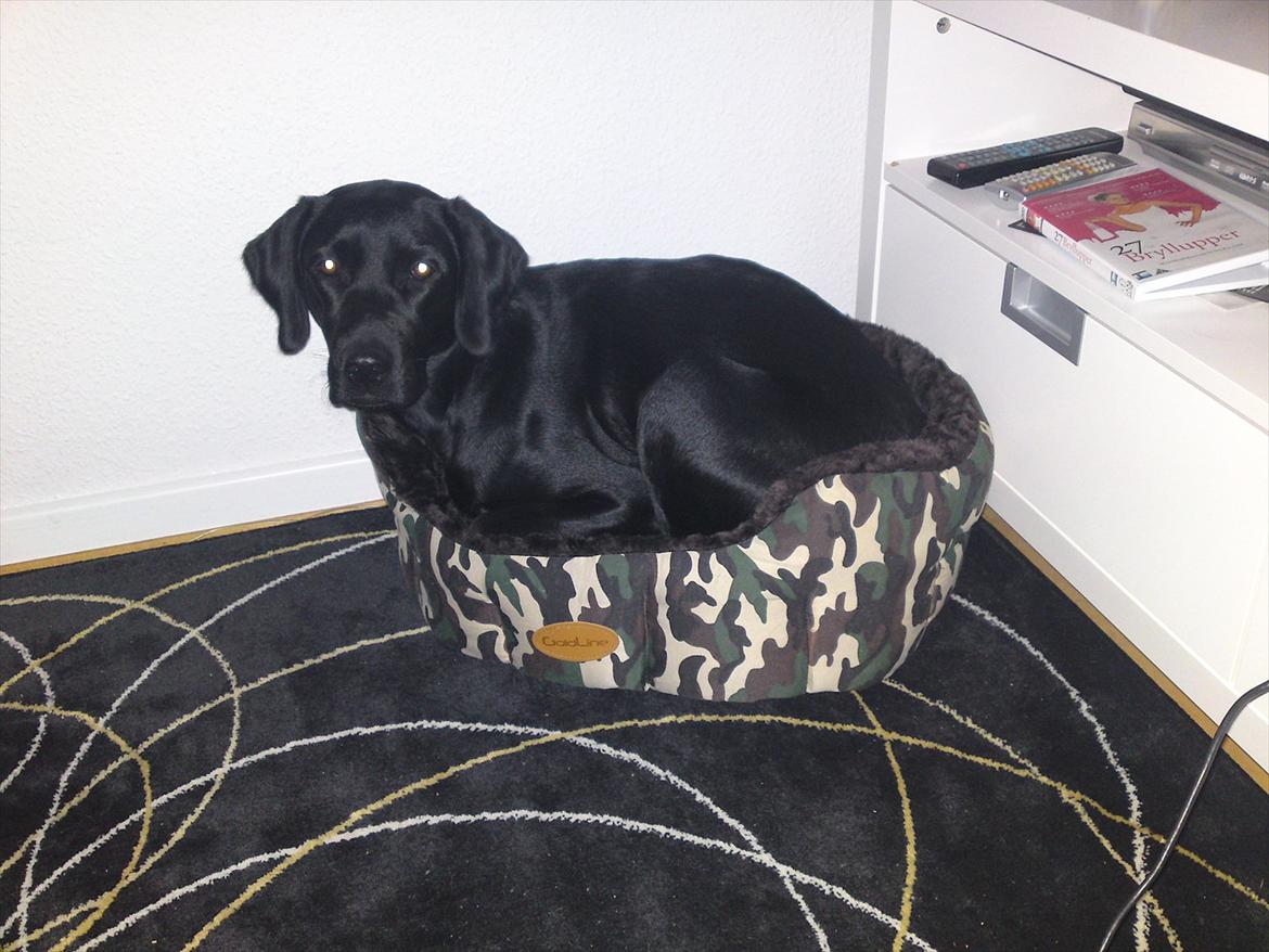 Blanding af racer Gaby - Jeg havde købt en hundekurv til min mors/min hund, men den troede Gaby var til hende... Hehe, tosse hund :)  billede 7