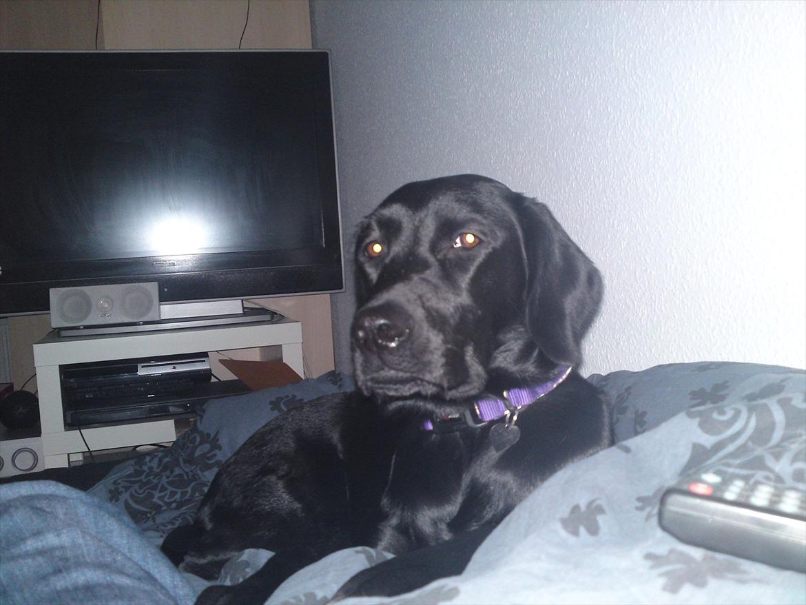 Blanding af racer Gaby - Da det stadig bare var mig og Gaby, og jeg ingen kæreste have, lå Gaby sammen med mor i sengen :)  billede 9