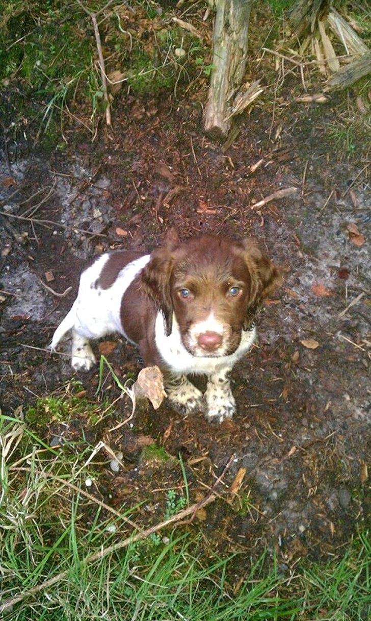 Field spaniel Vaks billede 2