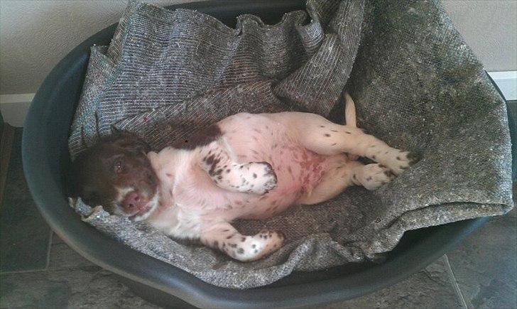 Field spaniel Vaks billede 3