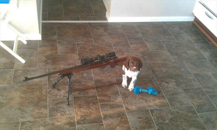 Field spaniel Vaks billede 4