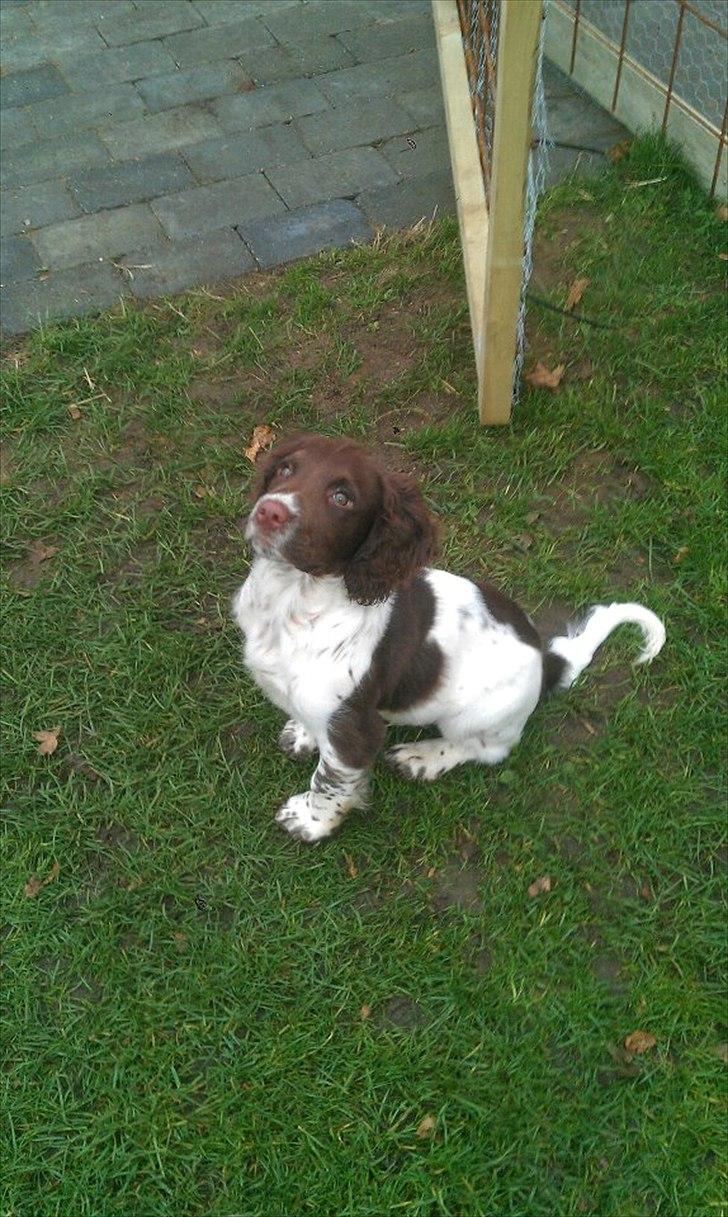 Field spaniel Vaks billede 5