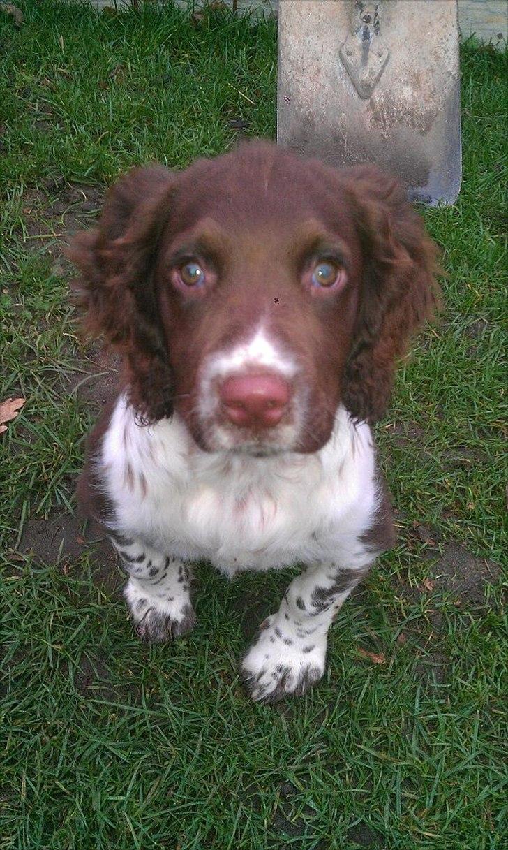 Field spaniel Vaks billede 6