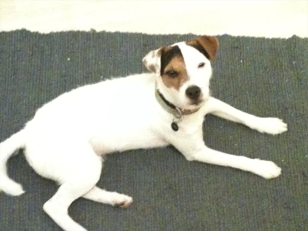 Jack russell terrier Tjalfe. billede 9
