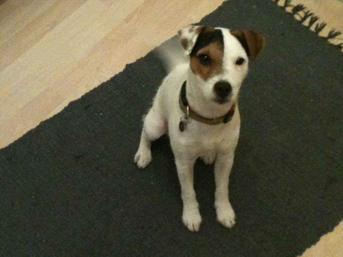 Jack russell terrier Tjalfe. billede 10