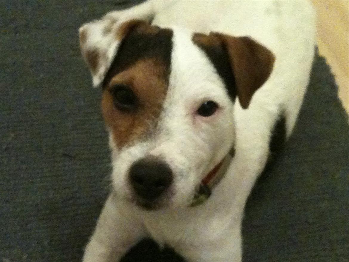 Jack russell terrier Tjalfe. billede 11