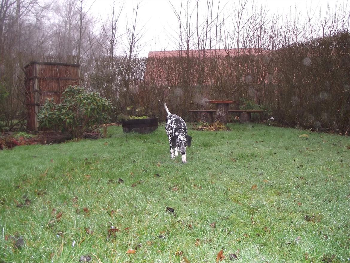 Dalmatiner Jason - Laver ulykker hos Mormor :P billede 14