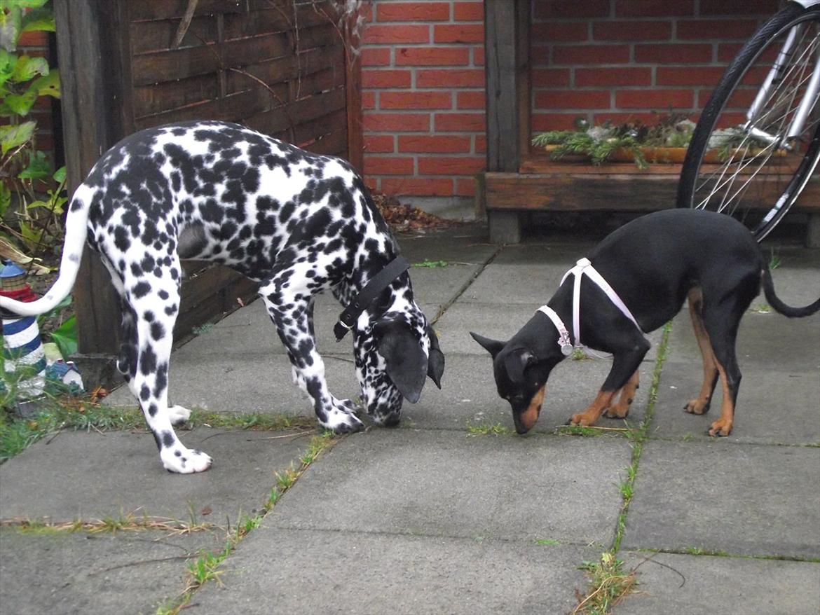 Dalmatiner Jason - Dufter godt! :D billede 15