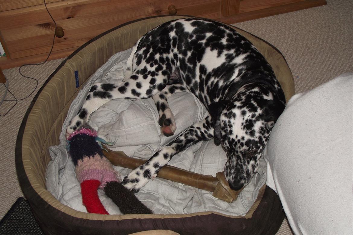 Dalmatiner Jason - Nytårs aften :) billede 16