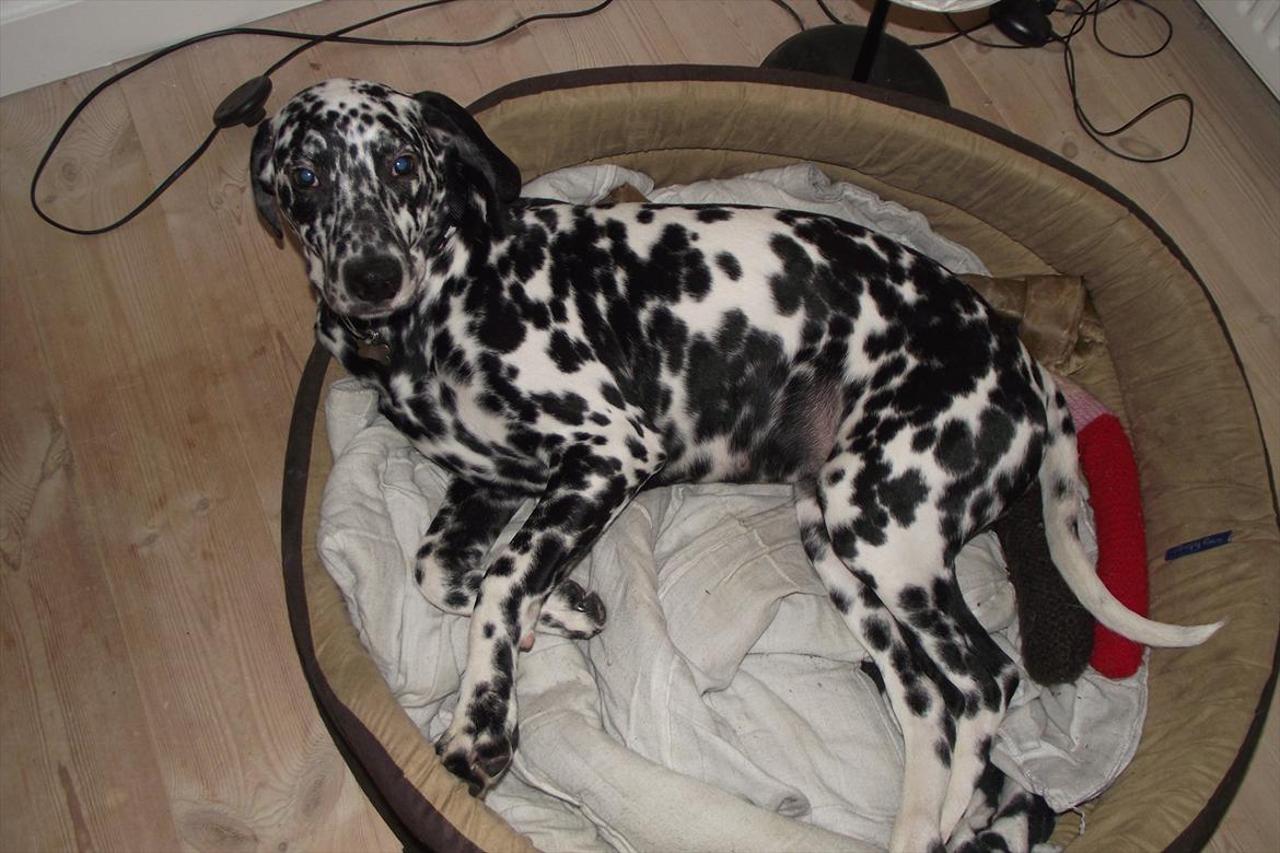 Dalmatiner Jason - Nytårs aften :) billede 17