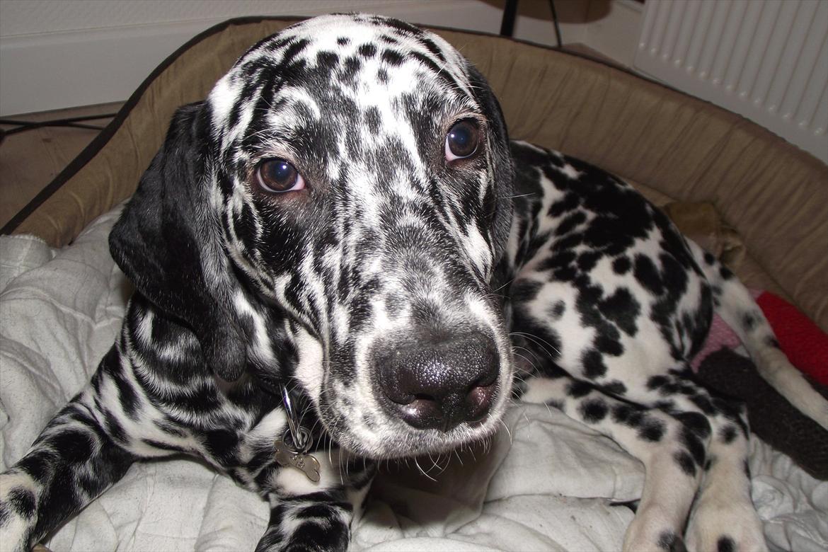 Dalmatiner Jason - Nytårs aften :) billede 18