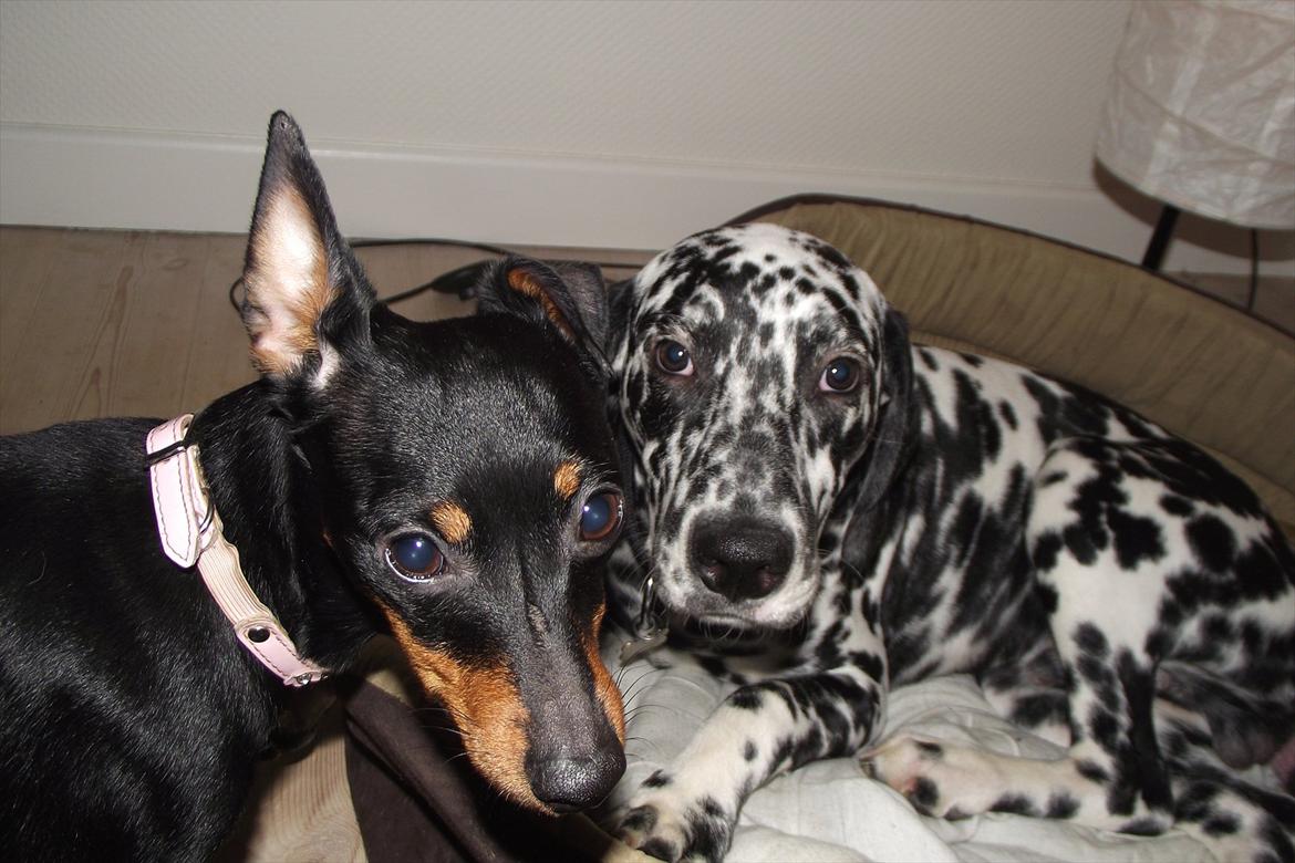 Dalmatiner Jason - Nytårs aften :) billede 19