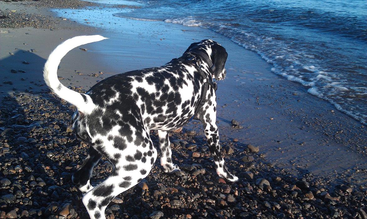 Dalmatiner Jason - Farligt vand :D
 billede 20