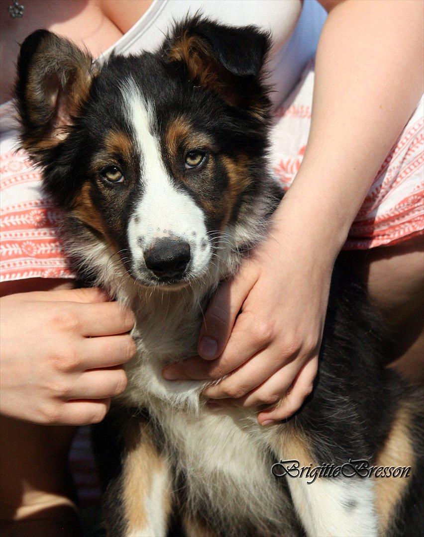Border collie Jett R.I.P billede 44