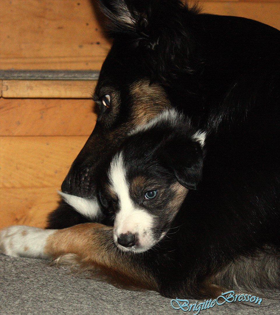 Border collie Jett R.I.P billede 49