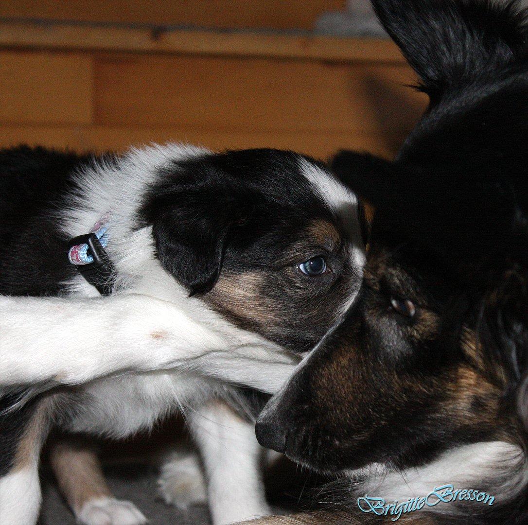 Border collie Jett R.I.P billede 50