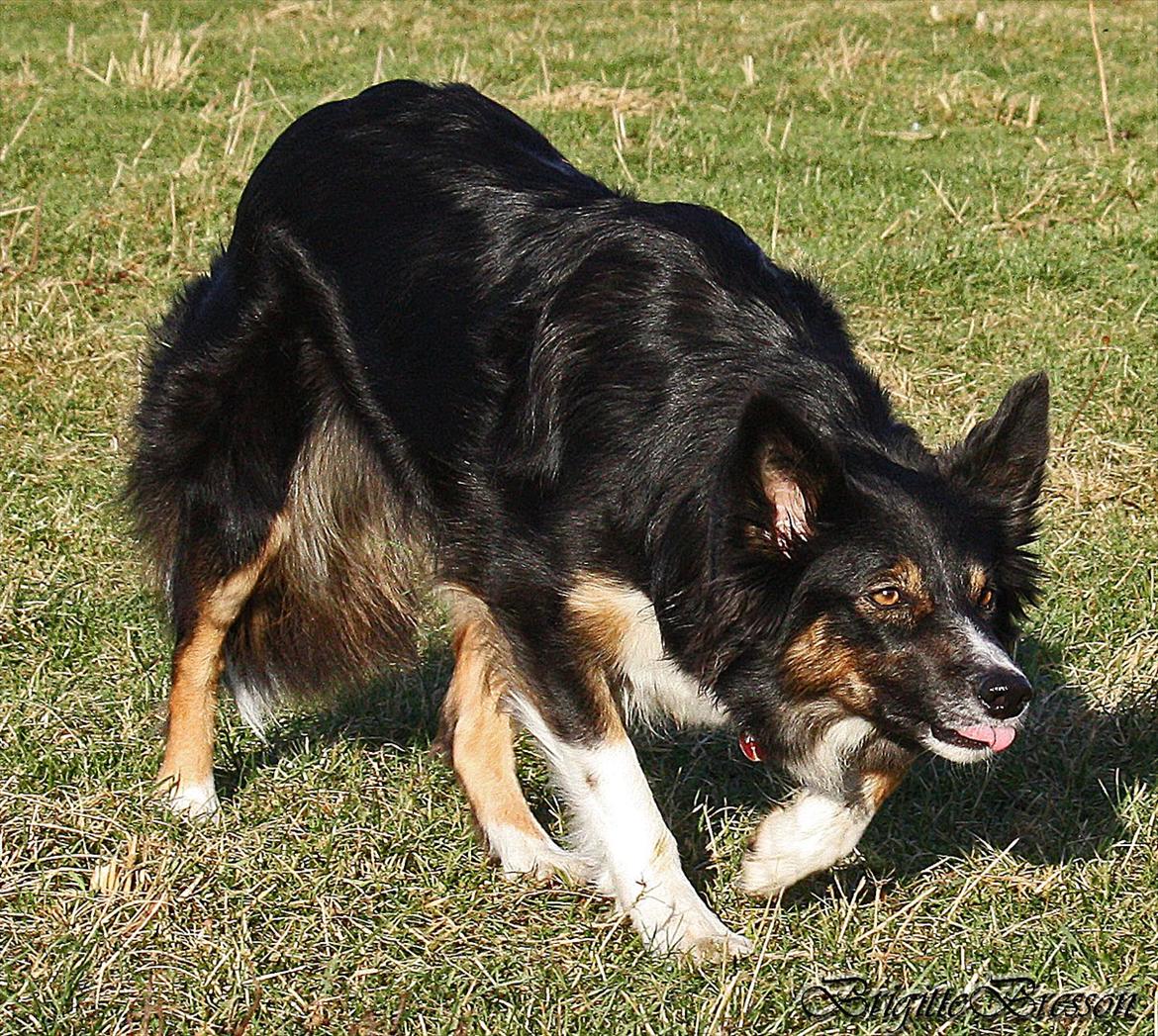 Border collie Sheila R.I.P billede 22