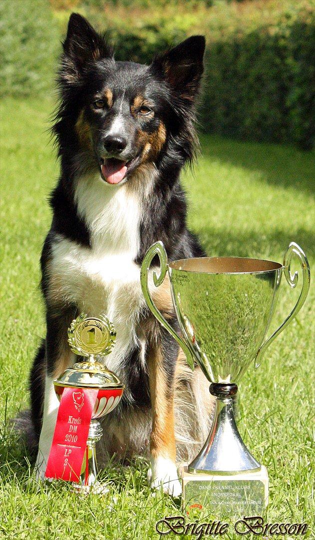 Border collie Sheila R.I.P - Danmarksmester i Lydighed 2010 i LP2 billede 19