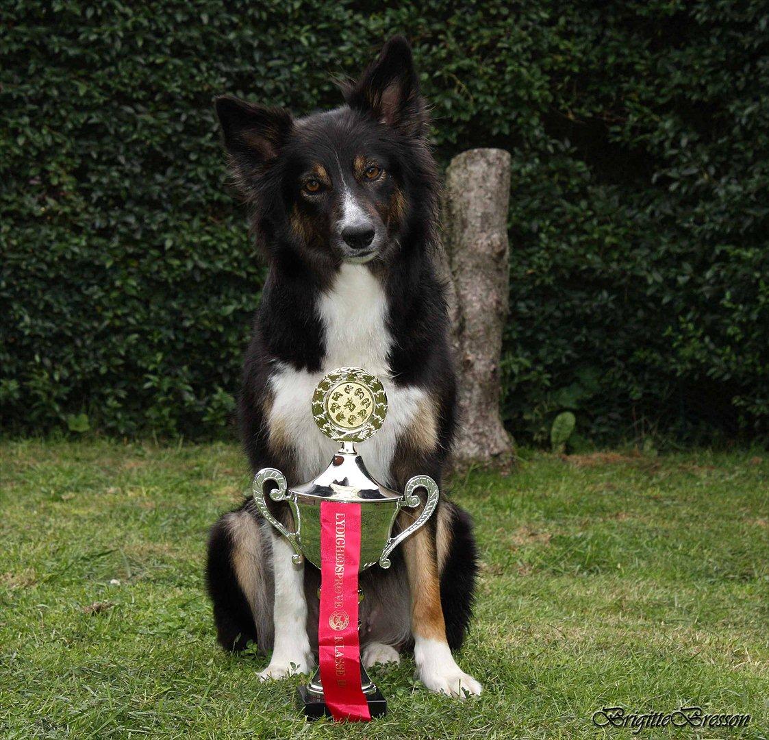 Border collie Sheila R.I.P - DANSK LYDIGHEDSCHAMPION
30 Juli 2011 billede 20