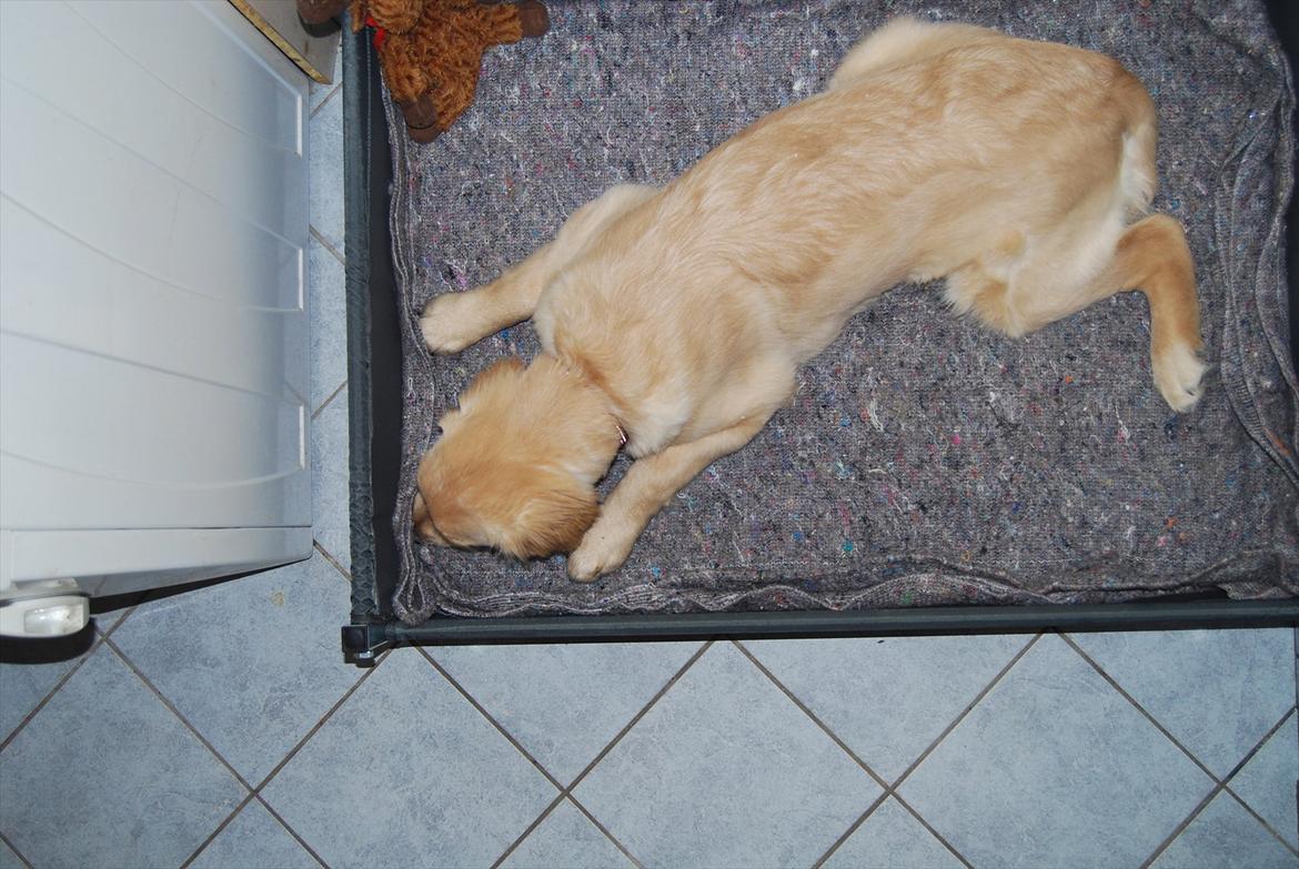 Golden retriever Molli billede 9