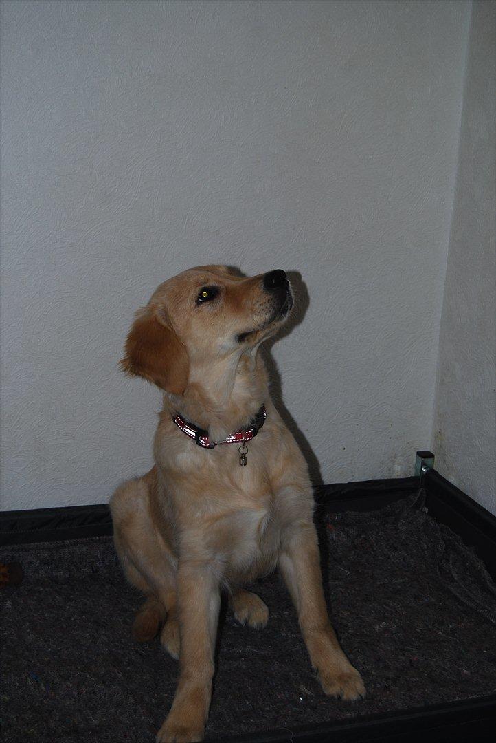 Golden retriever Molli billede 10