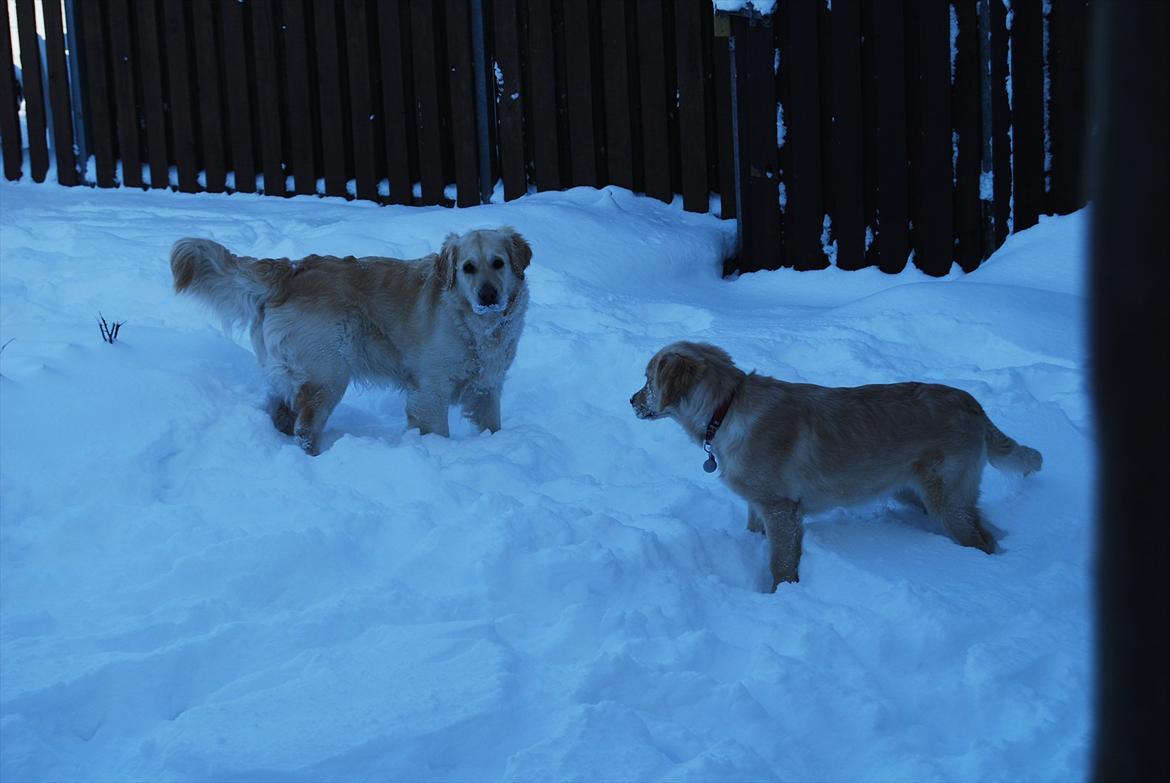 Golden retriever Molli billede 11