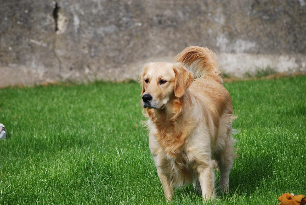 Golden retriever Molli billede 12