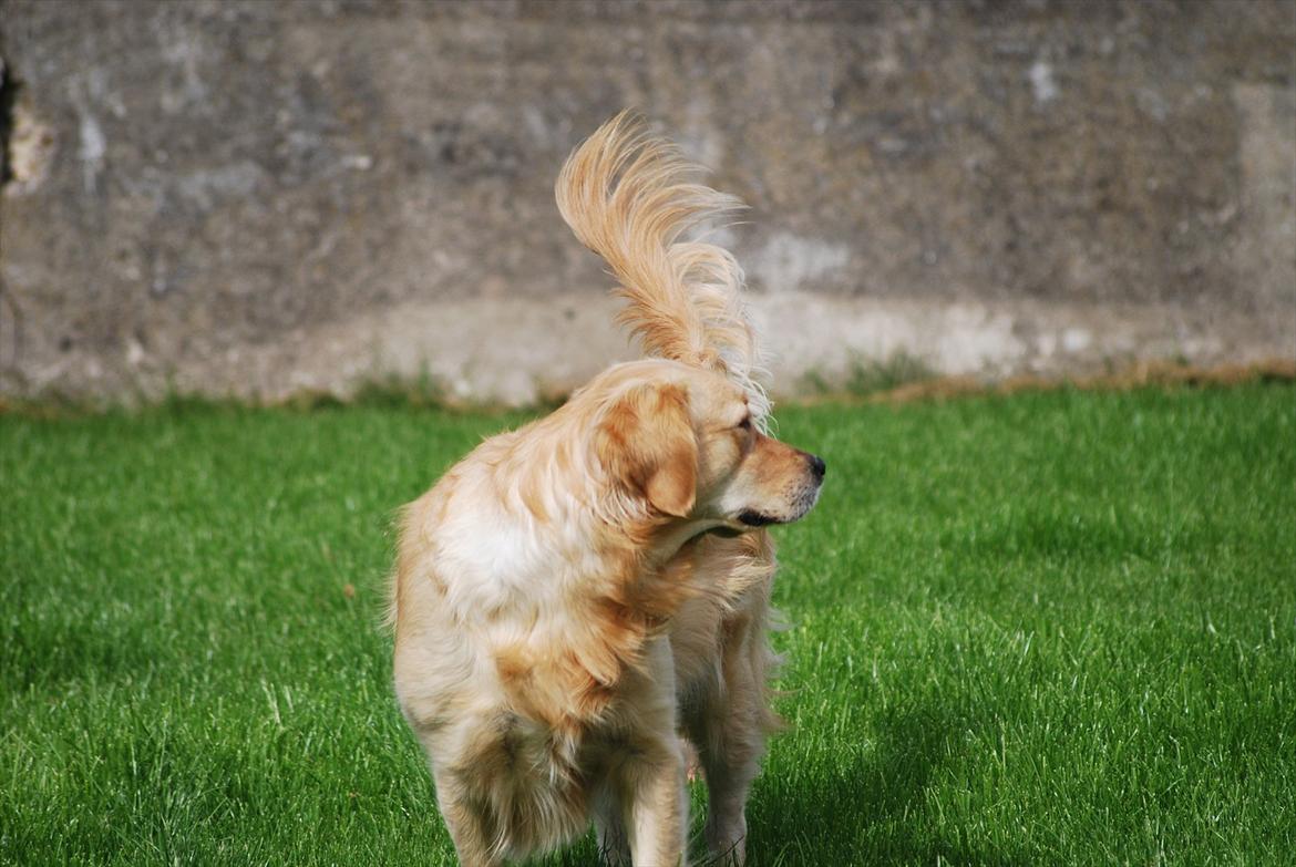 Golden retriever Molli billede 13
