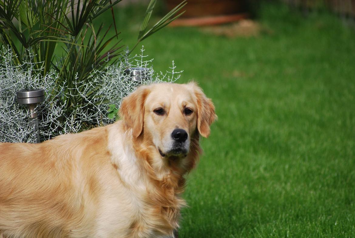 Golden retriever Molli billede 14