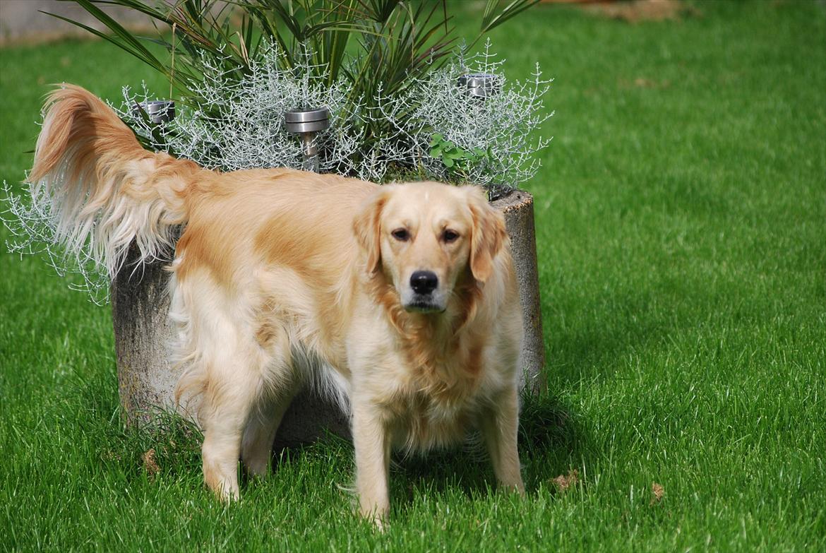 Golden retriever Molli billede 15