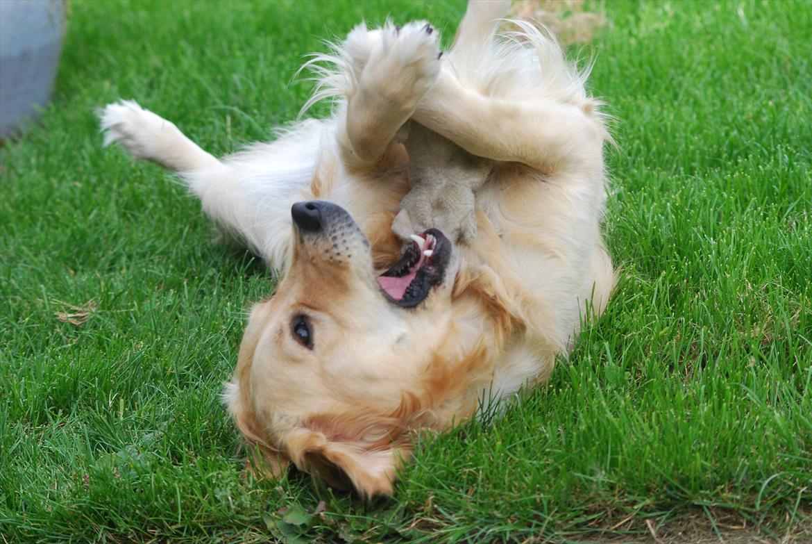 Golden retriever Molli billede 16