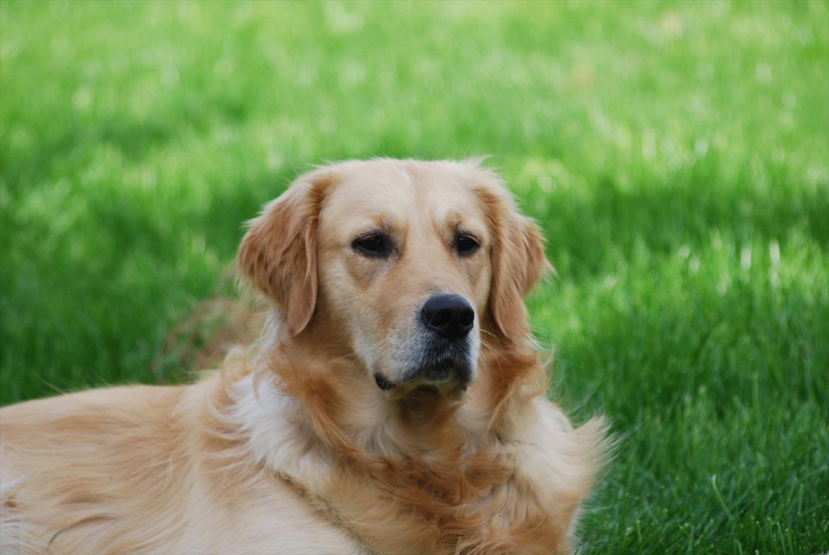 Golden retriever Molli billede 17