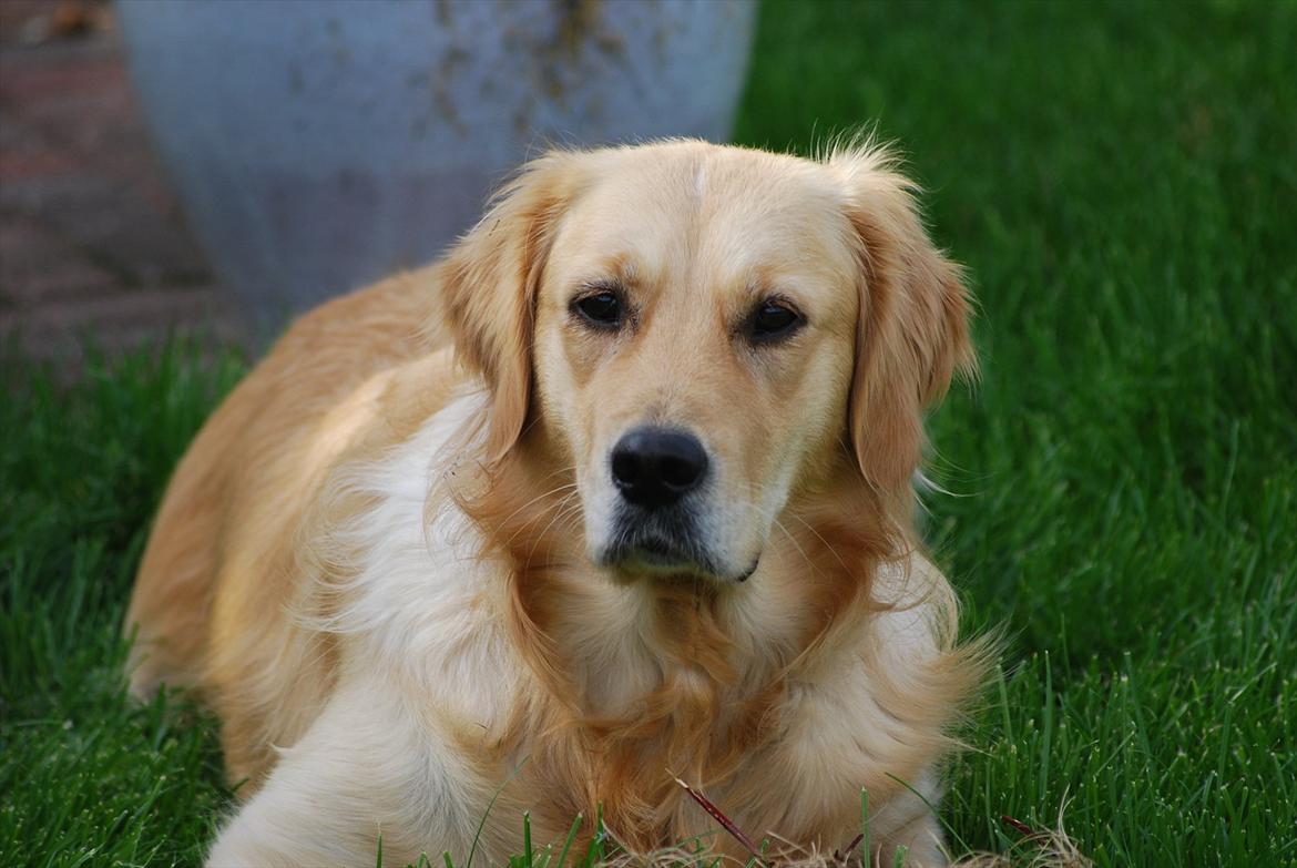 Golden retriever Molli billede 18