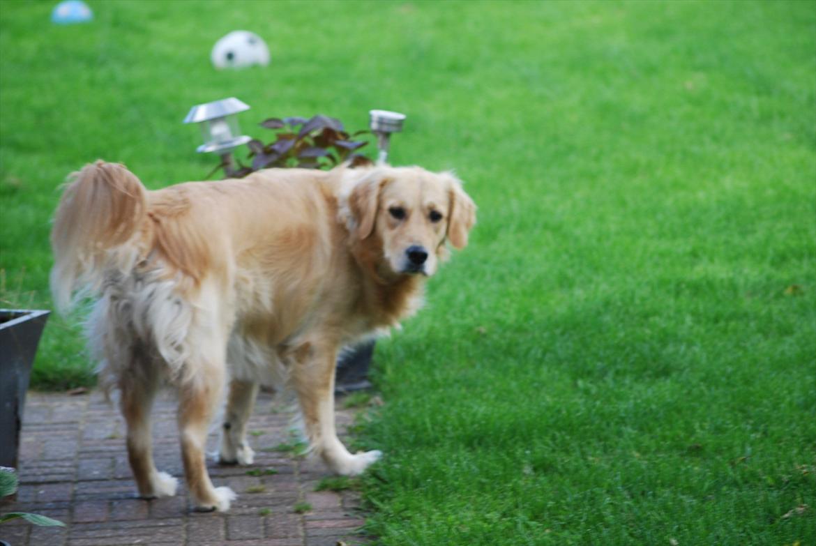 Golden retriever Molli billede 19