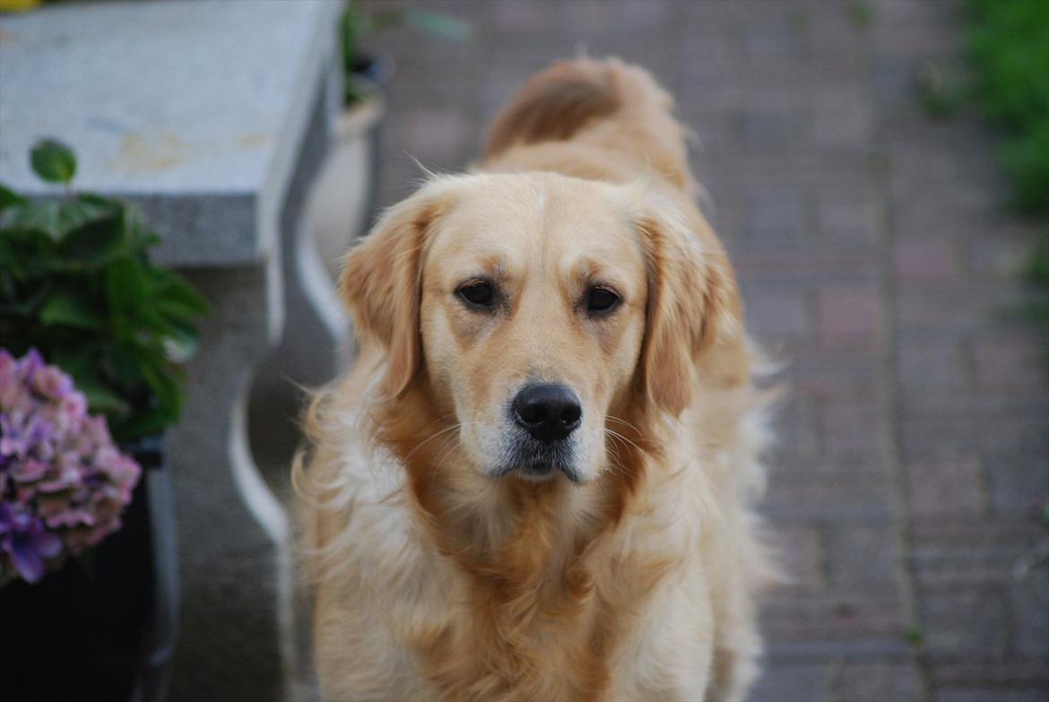 Golden retriever Molli billede 20