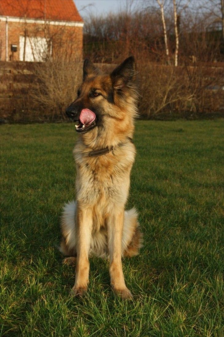 Schæferhund Tammy - Mor har fået nyt camera i julegave og det skal gå ud over mig (billedet er taget d 29/12.2011) billede 17