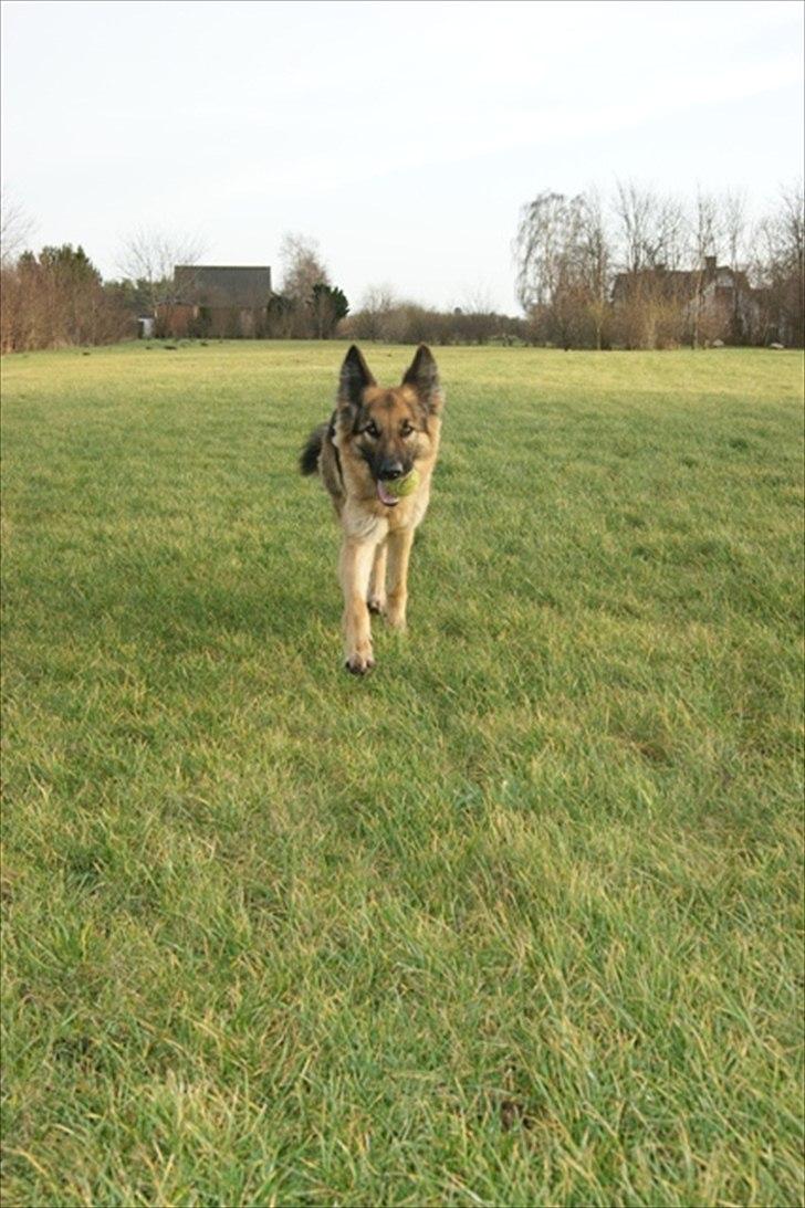 Schæferhund Tammy - Mor har fået nyt camera i julegave og det skal gå ud over mig (billedet er taget d 29/12.2011) billede 18